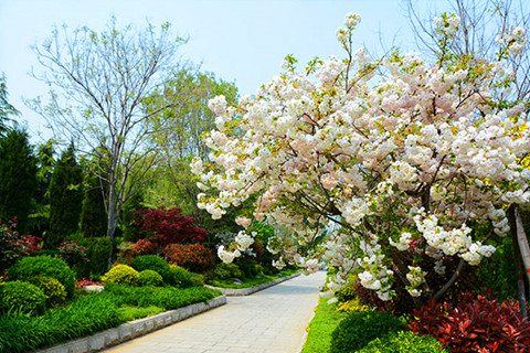 新乡中原文化艺术陵园和龙居山陵园哪个价格便宜?